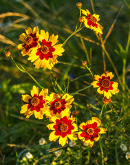 yellow flowers in the pasture