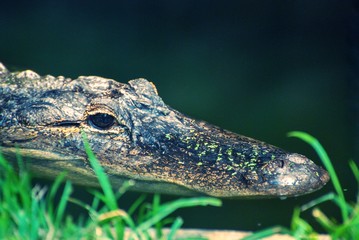 Close up of alligator submerged in water enclosure.  