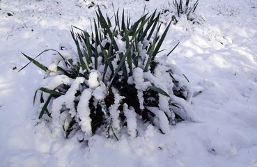 Fädige Palmlilie (Yucca filamentosa) im Winter © brudertack69