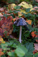 Mushroom on autumn leaves in Croatia