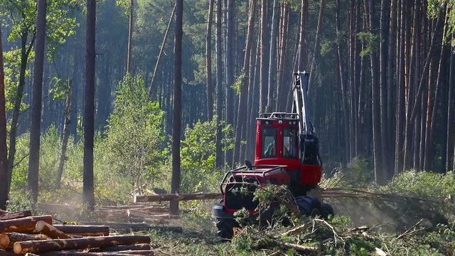 A lumberjack operating a logging machine in a pine forest. Forest Industry. A cut-to-length (CTL) forest harvester. Forest Wheeled Harvester. Forestry Equipment. Logging Equipment.