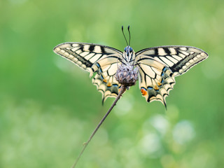 Obraz na płótnie Canvas Schmetterling