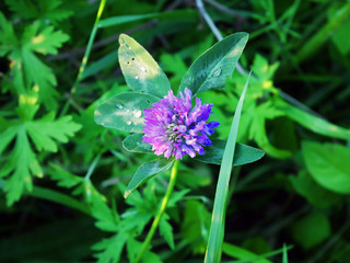 purple flowers