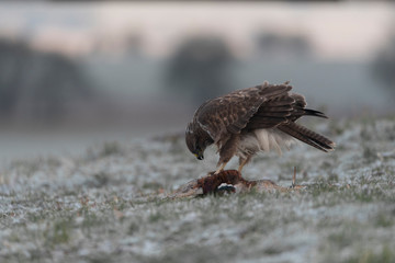 buzzards in the wild