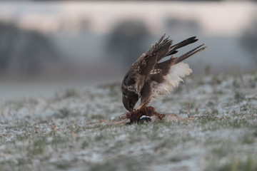 buzzards in the wild