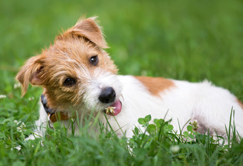 Happy cute jack russell pet dog puppy smiling in the grass