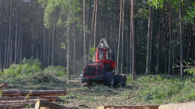 The work of a forest harvester in a dense pine forest. A lumberjack operating a logging machine in a pine forest. Forest Industry. A cut-to-length (CTL) forest harvester. Forest Wheeled Harvester.