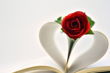 Una rosa en el corazón de un libro