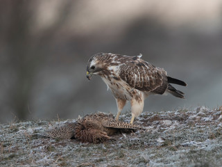 wild buzzard in winter