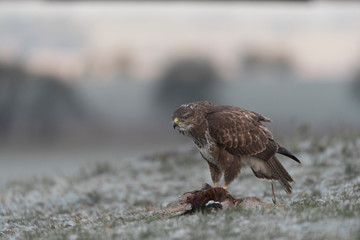 wild buzzard in winter