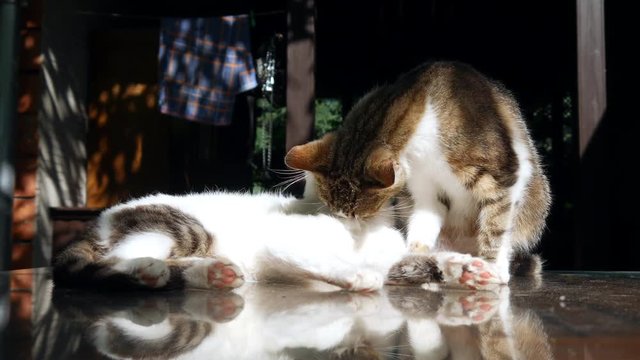 Two cute little kittens cat cleaning eath other on the table in the yard.