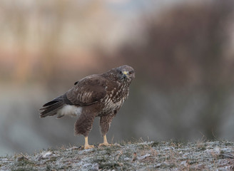 wild buzzard in winter