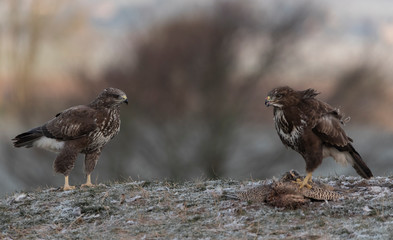 wild buzzard in winter
