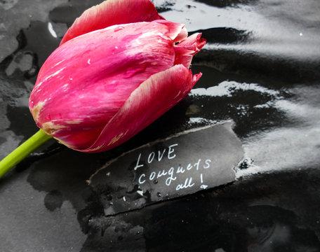 Love conquers all - motivational background, red tulip with note  