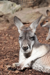 Kangaroo resting in the sun, Australia © SN
