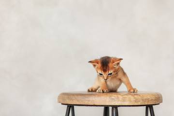 Little abyssinian kitten on wooden chair in loft