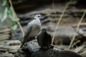 Fototapeta premium A pair of beautiful white birds sit on stone