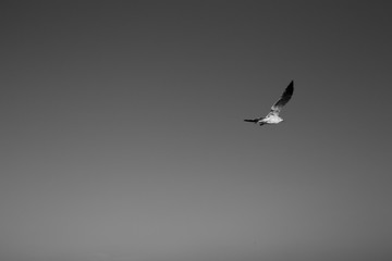 Galveston 