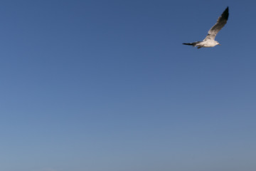 Obraz premium Galveston 