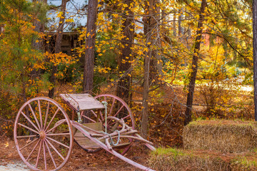 Antique Horse Cart in the woods
