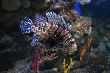 Jolie poisson près du corail