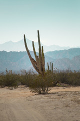 Valle de los Gigantes 