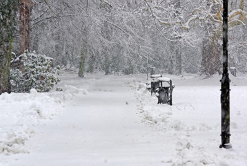Śnieżyca w parku.
