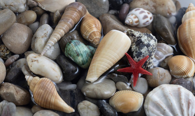 shell and stone