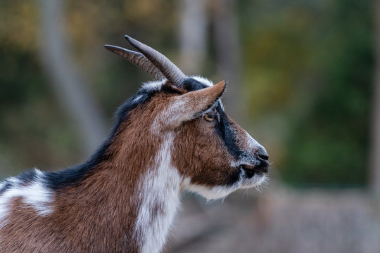 Ziege im Tierpark