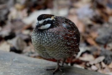 Quail resting
