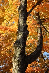 Looking Up the Trunk of a Golden Maple
