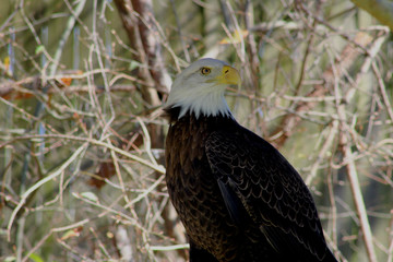 Eagle Posing
