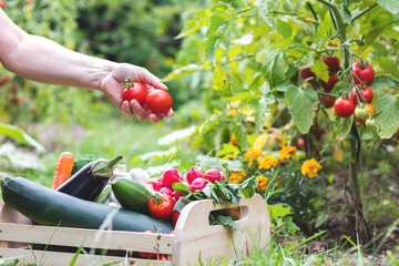 Woman is harvesting tomatoes. Woman´s hands picking fresh tomatoes to wooden crate. Organic garden