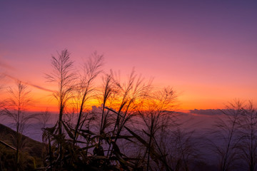 Fototapeta premium The scenery of the grass at dusk