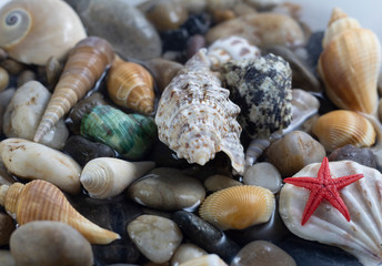 shell and stone