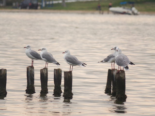 São Pedro da Aldeia Lagoon - Rio de Janeiro . View from seagulls resting on top of a mooring pole at the end of the day. Copy space.