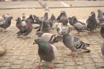 Fototapeta premium pigeons on the pavement