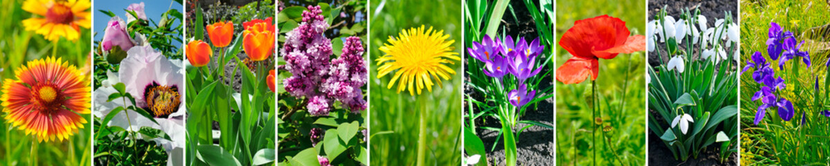 Blooming peonies, dandelions and other spring flowers. Panoramic collage. Wide image.