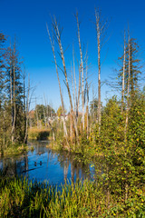 Obraz premium Old and dried trees over the backwaters