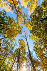 Crowns of trees in autumn colors