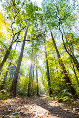 Trees in the forest at the path in the autumn sun