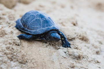 turtle on a rock