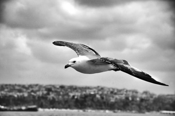 seagull in flight