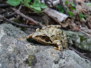 grenouille  rousse