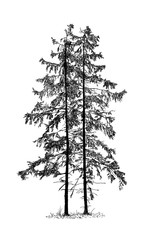 Cartoon doodle drawing illustration of two old spruce conifer or coniferous tree or trees.