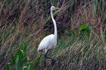 Fototapeta premium Great Egret Bird during breeding season in Florida USA 