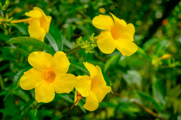 Close up on a yellow Caribbean flower in full bloom on the Blue Mountains, Jamaica