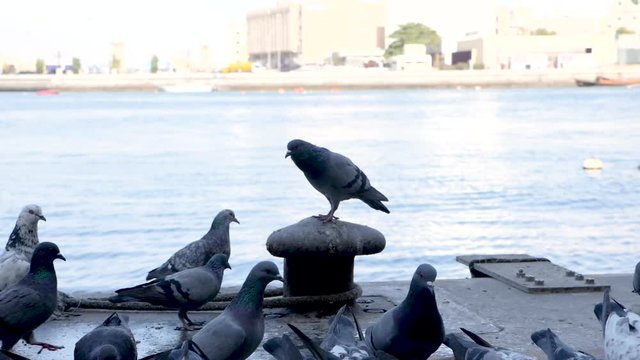 Pegions Having Lunch