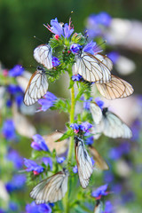Invasion of butterflies, big group of black-veined white butterflies (Aporia crataegi) on blue flowers