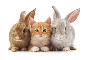 Kitten and rabbits.